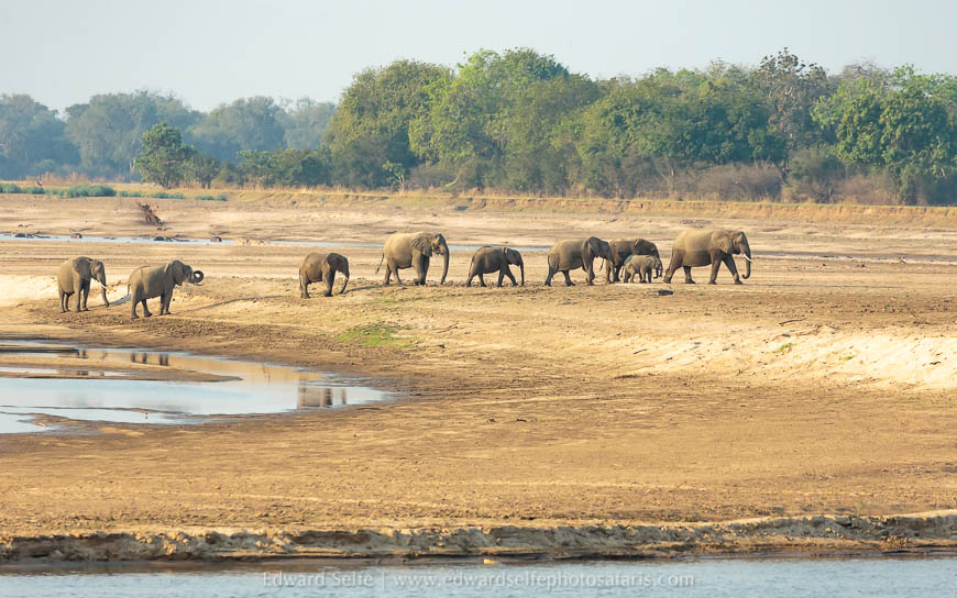 Wildlife image from a photo safari with edward selfe.