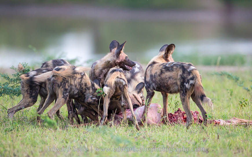 A pack of dogs feed on the remains of an impala carcass in South Luangwa National Park