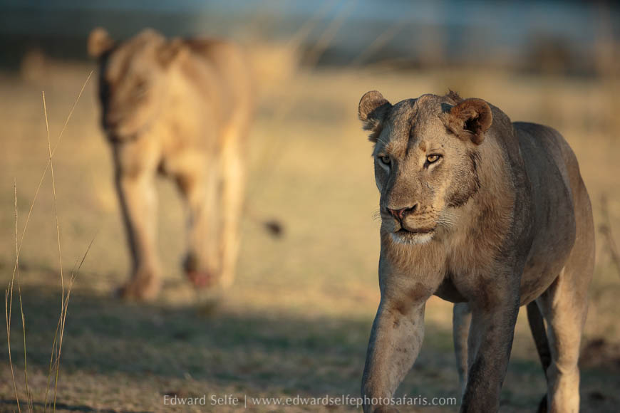Young male lions on photo safari in south luangwa national park.