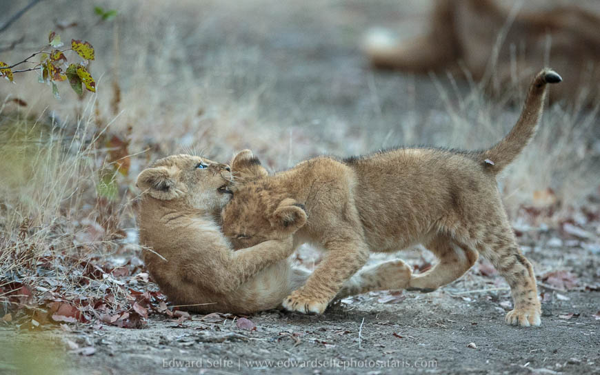 Lion cubs play together on photo safari in south luangwa national park.