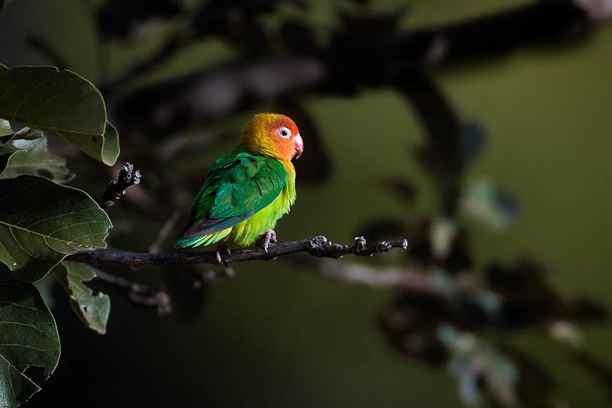 Images of wildlife from photo safari with edward selfe in south luangwa.