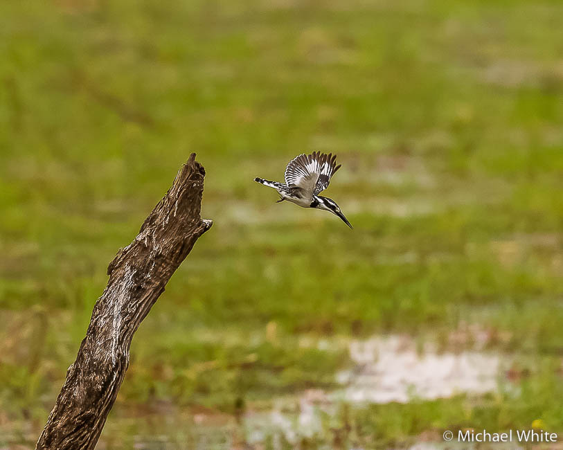 Mike white’s image of wildlife from photo safari with edward selfe in zambia.
