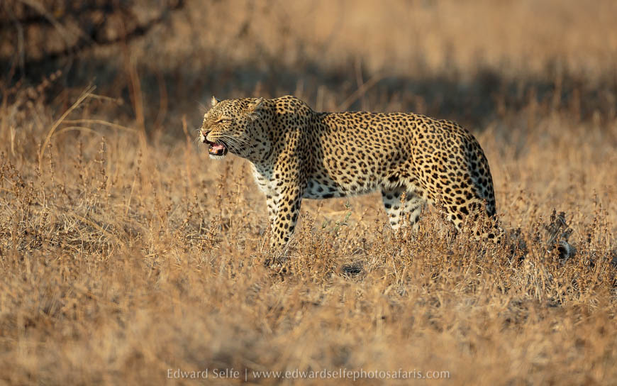 Olimba snarls on photo safari with edward selfe in south luangwa national park.