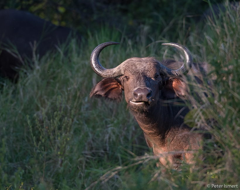 A buffalo peeks at the camera in South Luangwa National Park.