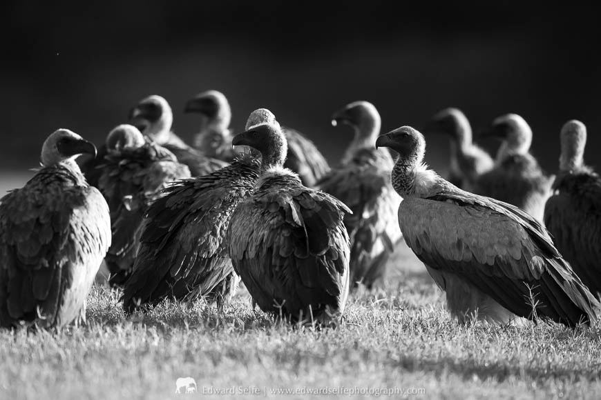 Vultures surround and feed on an elephant carcass during a photo safari with Edward Selfe in South Luangwa National Park
