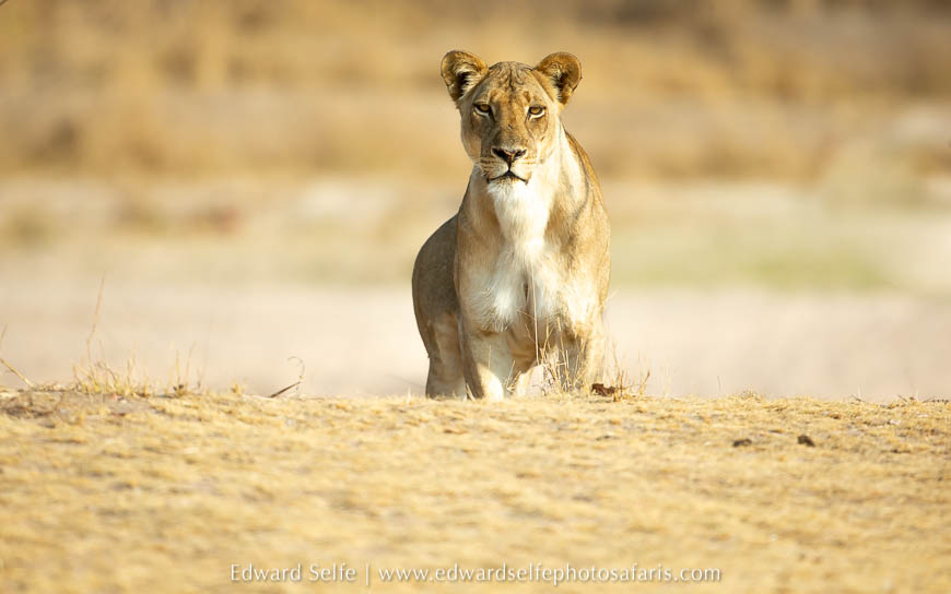 Wildlife image from photo safari with edward selfe.