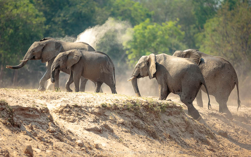 Wildlife image from photo safari with edward selfe in south luangwa national park.