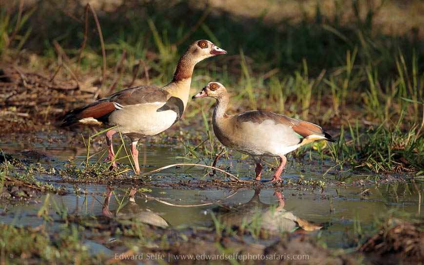 Wildlife image from photo safari with edward selfe in south luangwa national park.