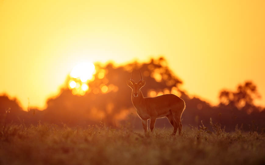 Images of wildlife from photo safari with edward selfe in south luangwa.