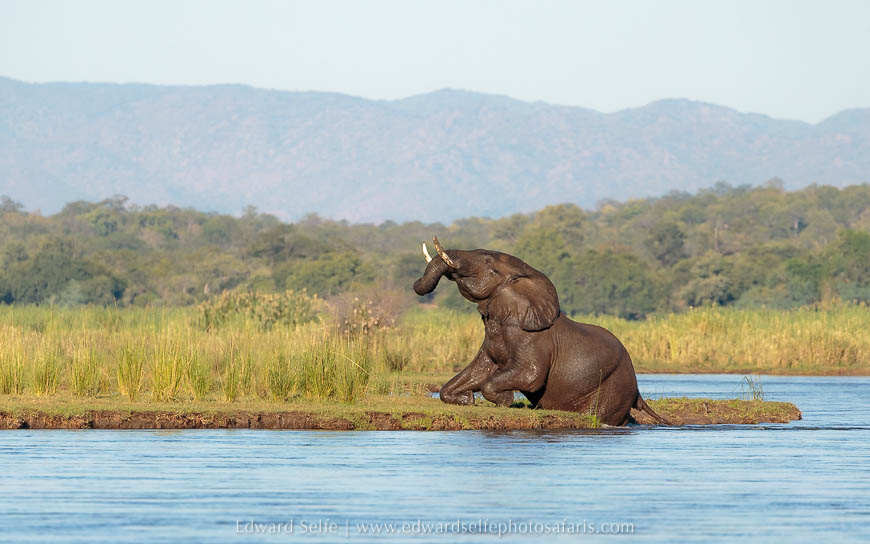 Wildlife image from photo safari with edward selfe in lower zambezi national park.