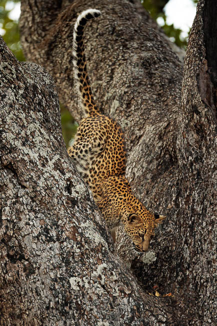 Images of wildlife from photo safari with edward selfe in the south luangwa np.