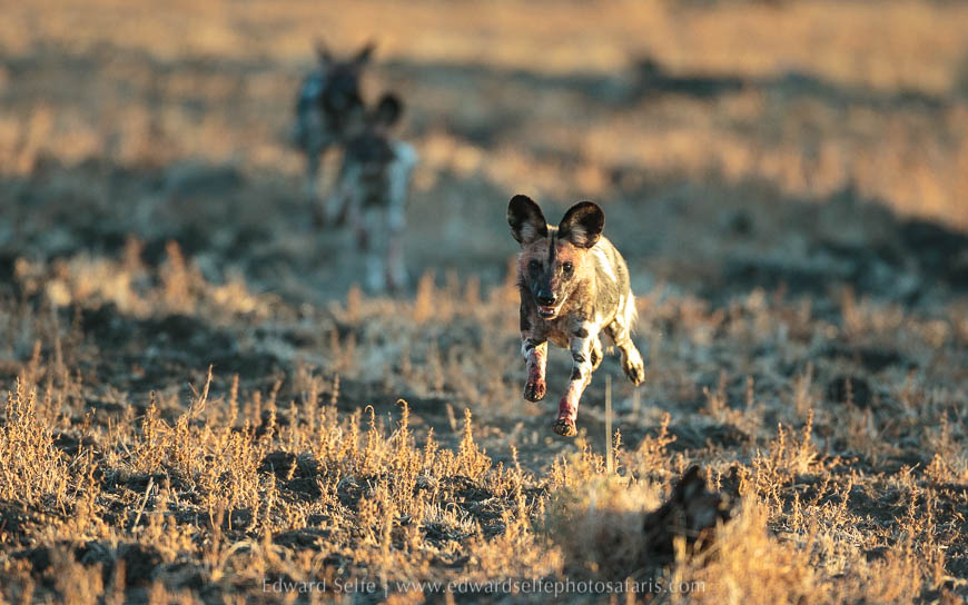Wild dogs feed and then socialise on photo safari in South Luangwa National Park./></p>
<figcaption align= justify