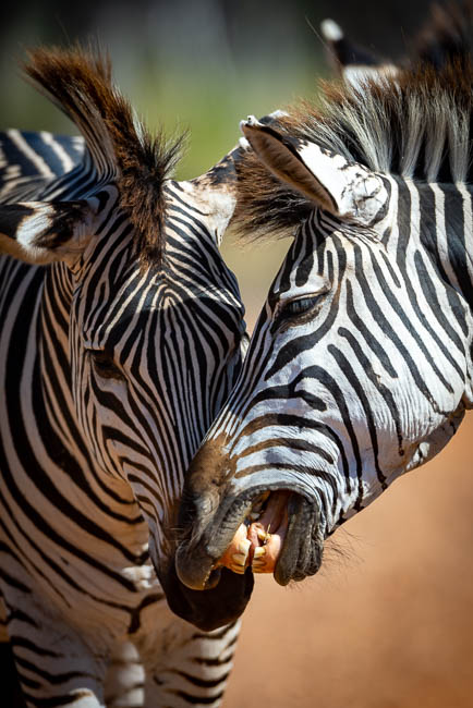 Images of wildlife from photo safari with edward selfe in south luangwa.