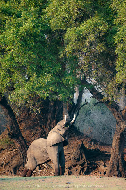 Wildlife image on photo safari with edward selfe in south luangwa national park.