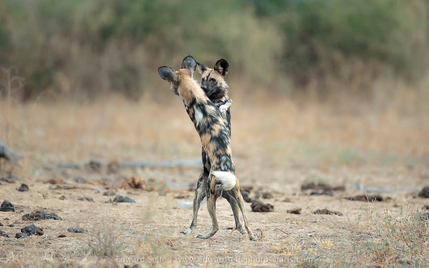 Wild dogs socialising on photo safari in south luangwa national park.
