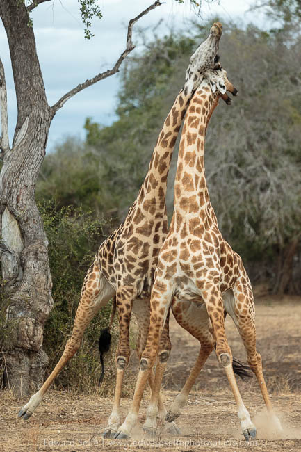 Giraffes sparring on photo safari in south luangwa national park.