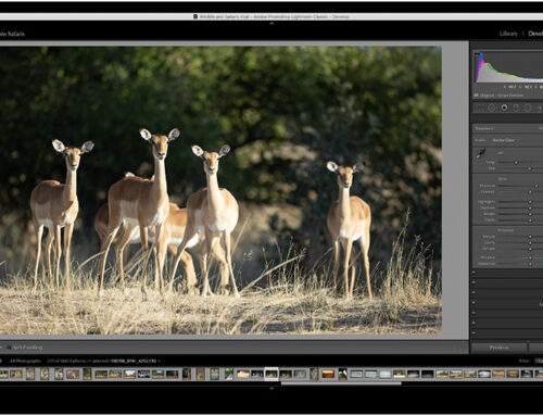 Through the Lens: Dealing with differential light