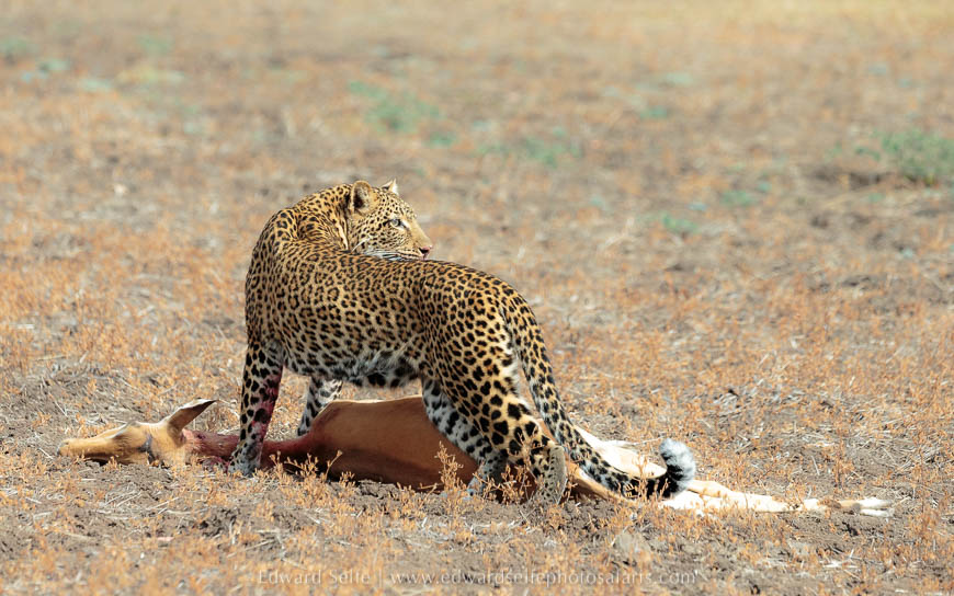 Leopard drags her kill across the plain on photo safari in south luangwa national park.