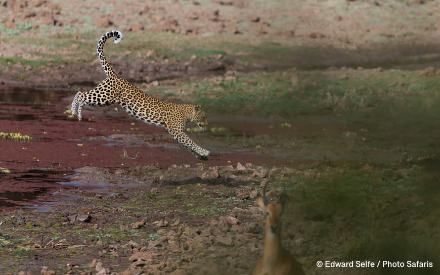 Wildlife image by edward selfe as part of a sequence leopard jumping across channel.