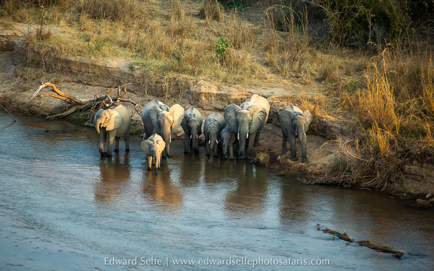 Wildlife image from photo safari with edward selfe.