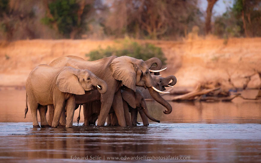 Wildlife image on photo safari with edward selfe in south luangwa national park.