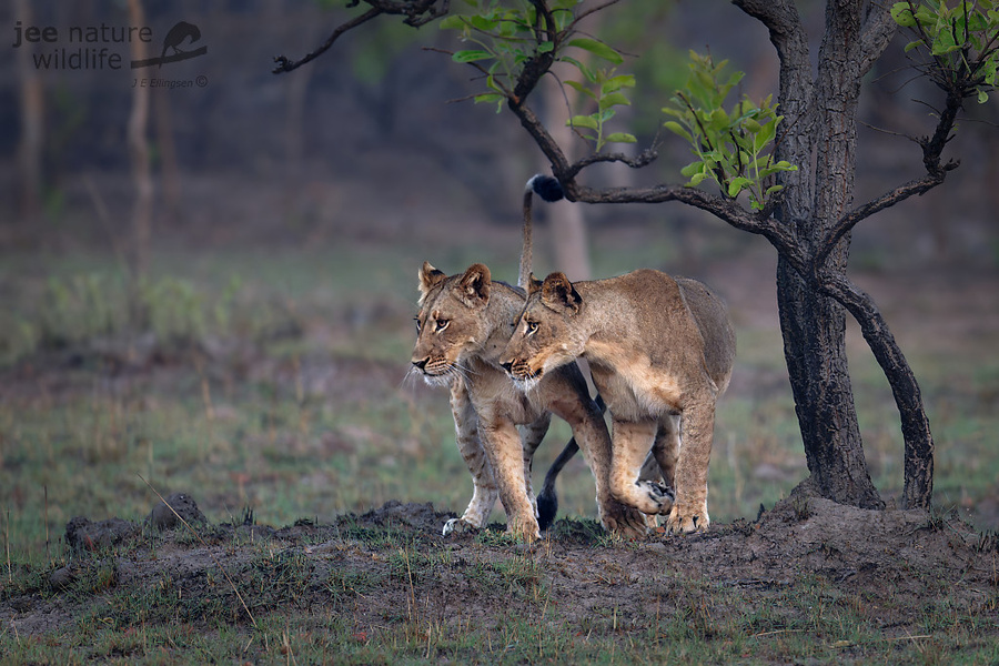 Wildlife image by john erik ellington from a photo safari in kafue national park with edward selfe.