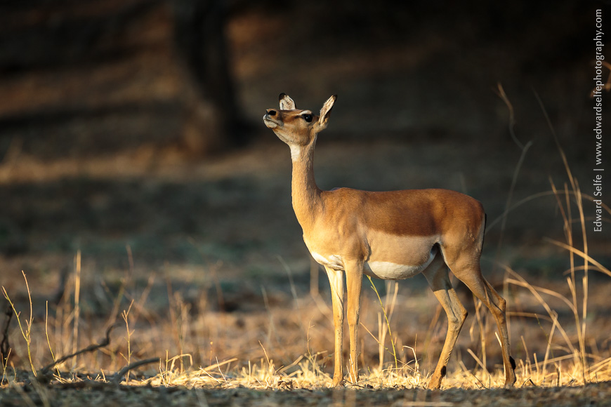 An impala looks carefully into the branches above the tree she is approaching to be sure that there is not a spotty cat waiting to pounce.