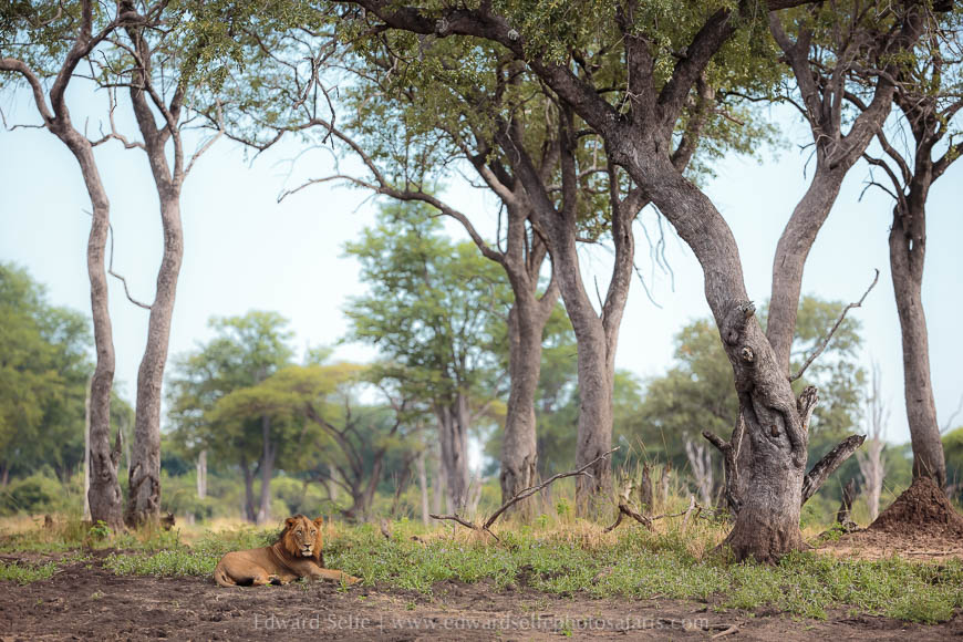 Wildlife image from photo safari with edward selfe.