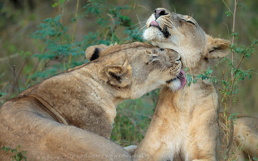Wildlife image from photo safari with edward selfe in south luangwa national park.