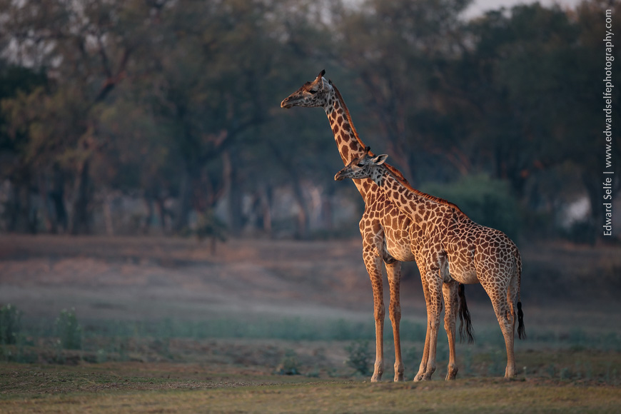 Giraffes bathed in soft golden afternoon light of Luangwa Wafwa area.