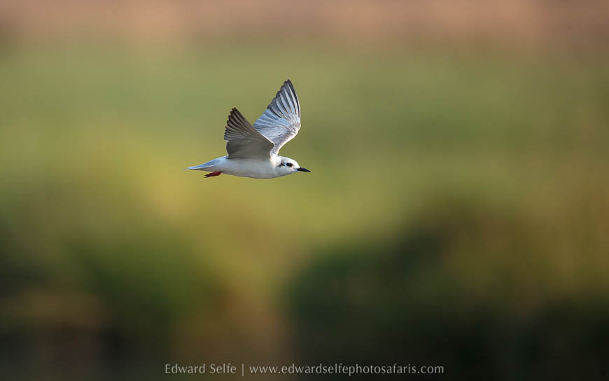 Wildlife image from photo safari with edward selfe in south luangwa national park.