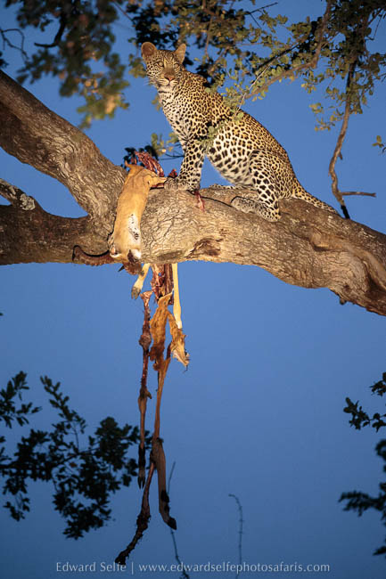 A female leopard and her cub feed on an impala carcass photo safari in south luangwa national park.