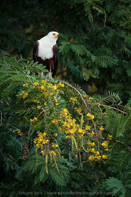 Wildlife image from photo safari with edward selfe.