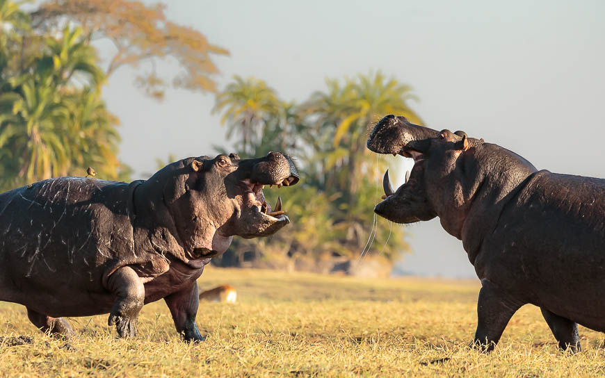 Images of wildlife from photo safari with edward selfe in zambia.