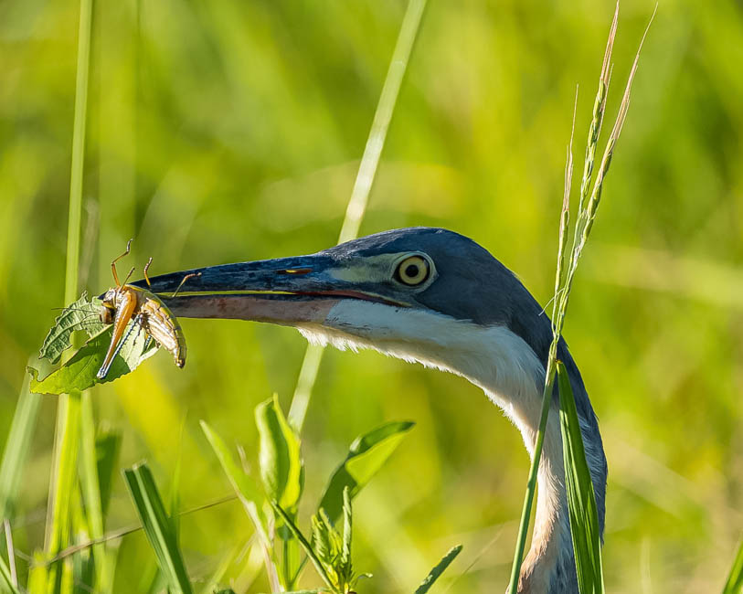 Wildlife image from South Luangwa by Mike White