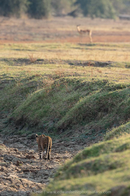 Leopard uses gully to approach impala on photo safari with edward selfe in south luangwa national park.