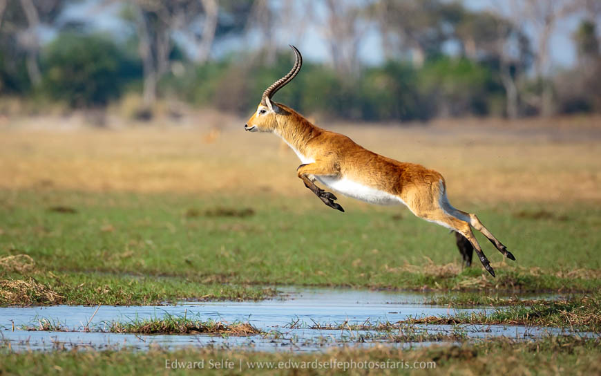 Wildlife image from a photo safari with edward selfe.