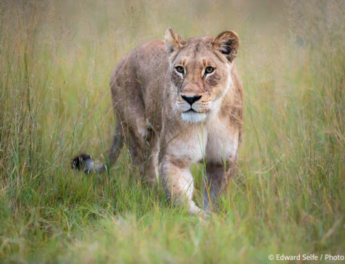 Travel to Botswana – December 2024