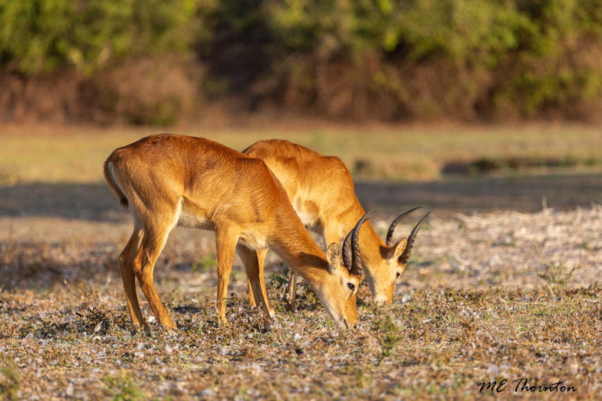 Wildlife image by michael thornton from photo safari in south luangwa with edward selfe.