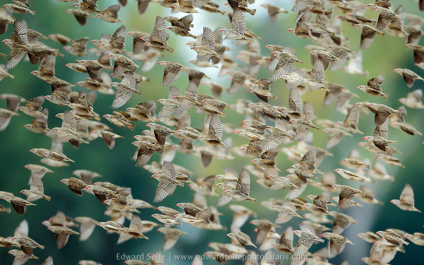 Wildlife image from a photo safari with edward selfe.