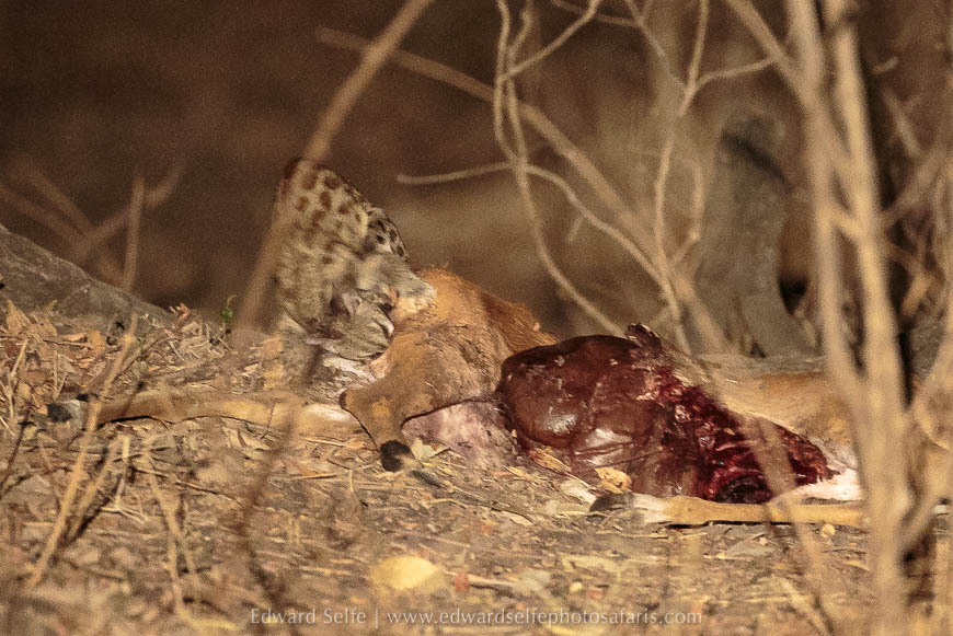 Wildlife image on photo safari with edward selfe in south luangwa national park.