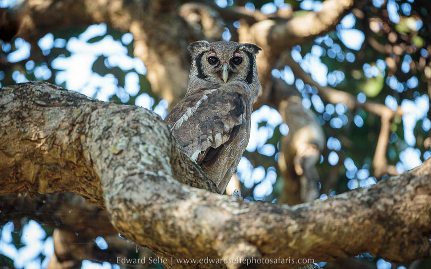 Wildlife image from photo safari with edward selfe in south luangwa national park.