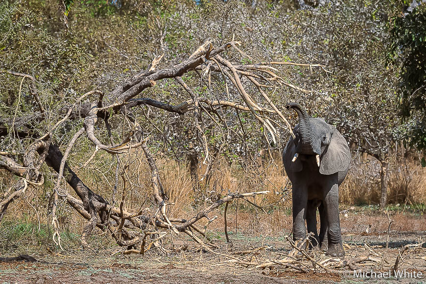 Mike white’s image of wildlife from photo safari with edward selfe in zambia.