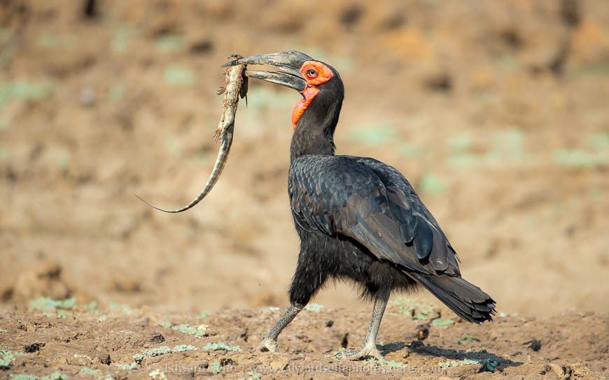 Wildlife image from photo safari with edward selfe in south luangwa national park.