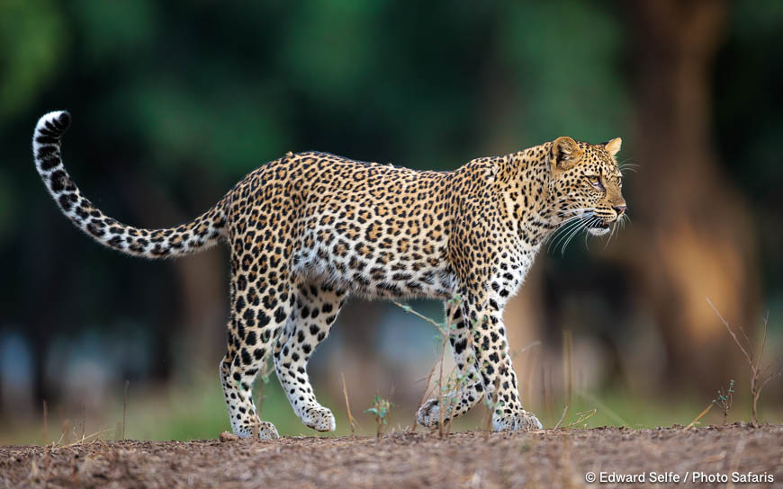 Wildlife image from photo safari with edward selfe.