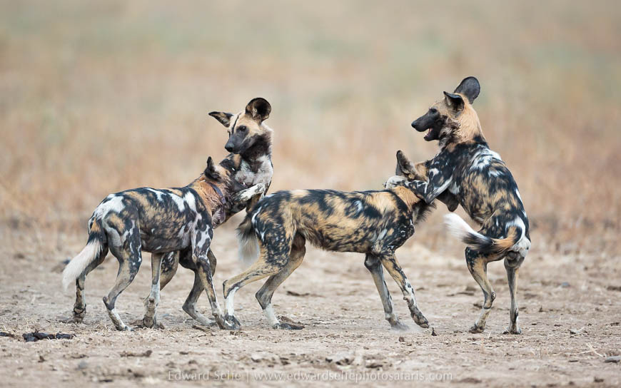 Wild dogs socialising on photo safari in south luangwa national park.