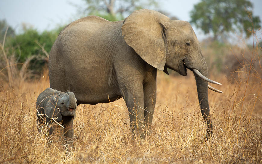 Wildlife image from photo safari with edward selfe in south luangwa national park.
