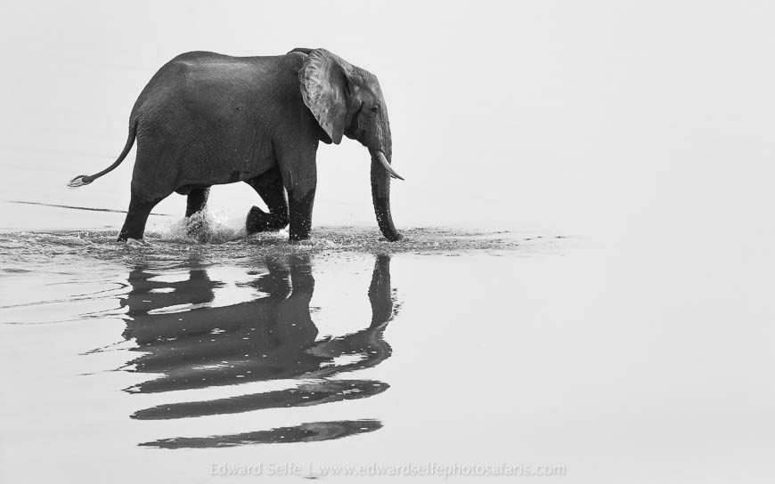 Wildlife image from photo safari with edward selfe in south luangwa national park.