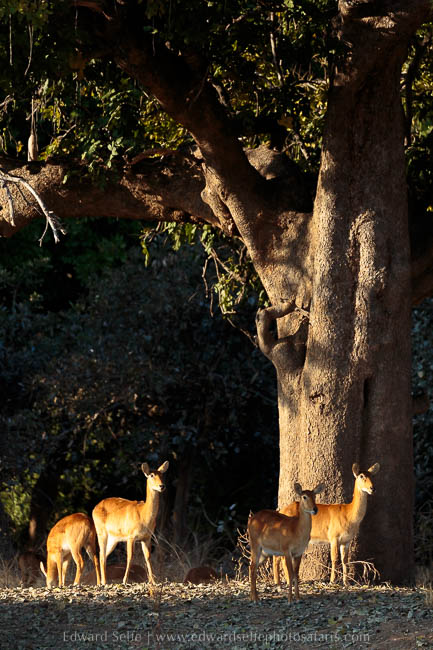Wildlife image from photo safari with edward selfe in south luangwa national park.