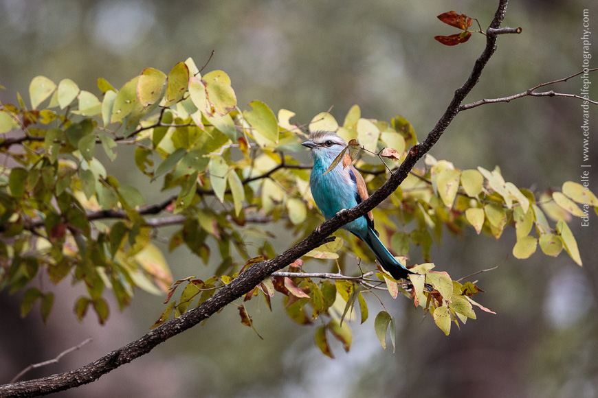 Racket-tailed Roller just outside Luambe Camp.